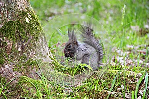 Squirrel standing on the ground on his hind legs