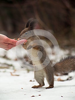 Squirrel standing on hind legs