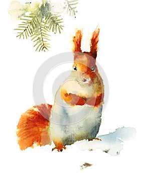 Squirrel Standing on the Snow Wild Animal Winter Illustration Hand Painted