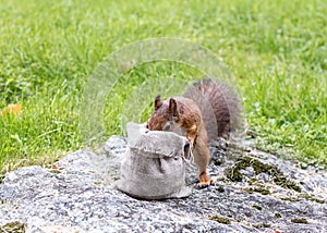 Squirrel standing on stone in park and trying to steal food from