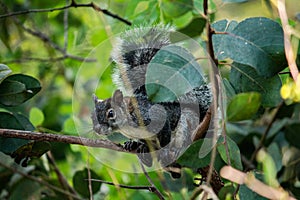 Squirrel standing on a tree.
