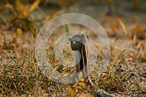 squirrel standing two legs and eating grass