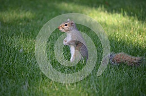 Squirrel Standing Up in Tall Grass
