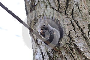 Squirrel stands on a branch cracks and eats a walnut
