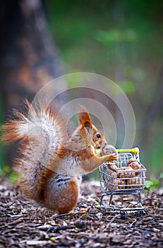 Ardilla bastidores más cercano miniatura compras lleno nueces 