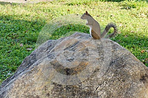 Squirrel stands on rock