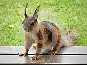 Squirrel stare at the table