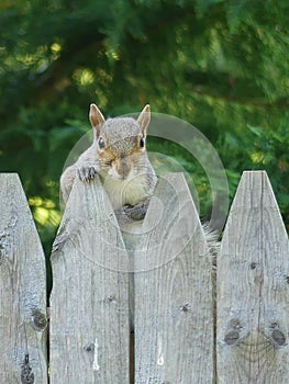 Squirrel Staring over the Fence at the Camera