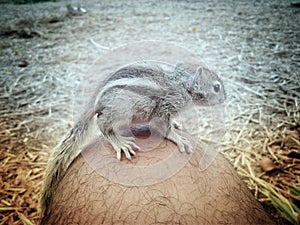 Squirrel is staring at something