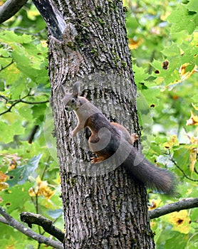 Squirrel