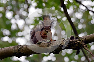 Curious squirrel