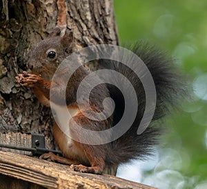 Squirrel stealing bird food