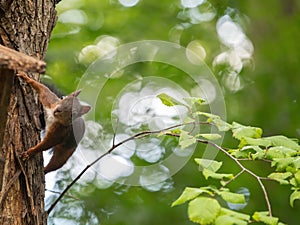 Squirrel stealing bird food