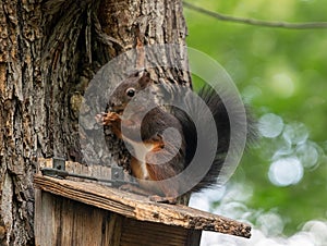 Squirrel stealing bird food