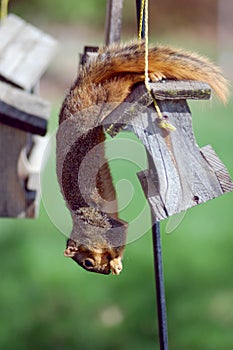 Squirrel stealing bird seed