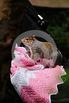 Squirrel stealing food