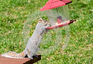 Squirrel steals seeds from bird feeder