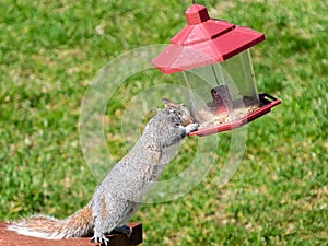 Squirrel steals seeds from bird feeder