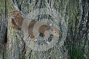 Of squirrel stick to the tree image