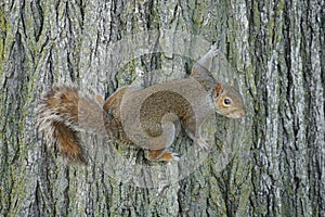 Of squirrel stick to the tree image