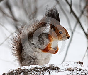 Squirrel