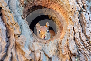 squirrel storing nuts in tree bark hollows