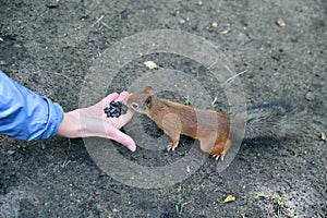 A squirrel stretches its muzzle towards a woman's hand, on which are several sunflower seeds. The gray fluffy tail sticks