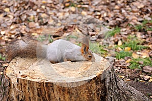 Squirrel on a stump