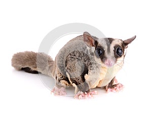 Squirrel, sugar glider on white background