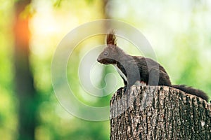 Squirrel on summer stump tree