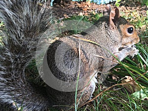 Squirrel during Sunny Fall Day in Central Park in Manhattan in New York, NY.