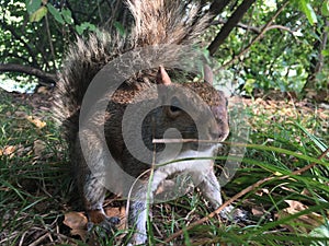 Squirrel during Sunny Fall Day in Central Park in Manhattan in New York, NY.