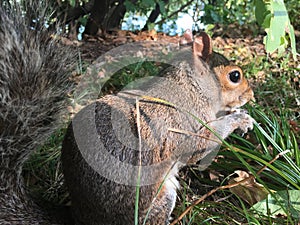 Squirrel during Sunny Fall Day in Central Park in Manhattan in New York, NY.