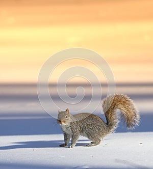 Squirrel - at sunset