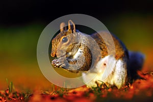 Squirrel by the sunset