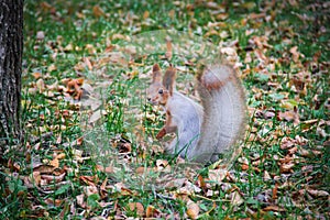 Squirrel supper expectation sits funny model zoon red bezstrashnaya the adroit beautiful waits a photo wants also photo