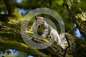 Squirrel Surrounded By Very Green Tree