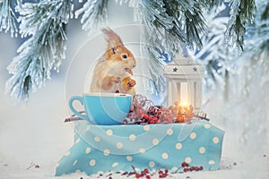 The squirrel at the table is eating nuts from a cup in a forest winter glade. Fairy-tale forest winter picture.