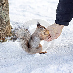 squirrel gnaws a nut