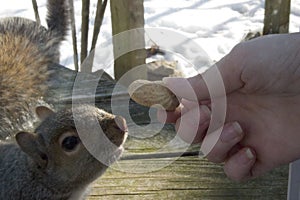 Squirrel Taking Peanut Out of Person's Hand