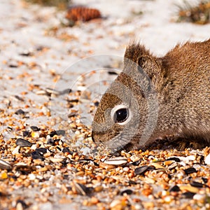 Squirrel Tamiasciurus hudsonicus steals bird food photo