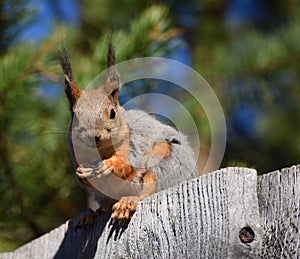 Squirrel with tassels on the ears sittin g on the fence