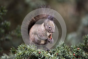 Squirrel Taxus baccata