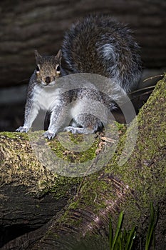 Squirrel on thick branch in English woodland