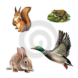 Squirrel, toad, rabbit and drake