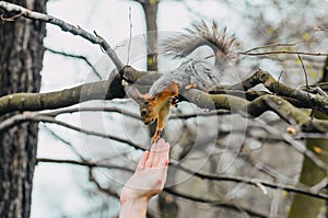 Squirrel touches a human hand on a tree in a spring forest
