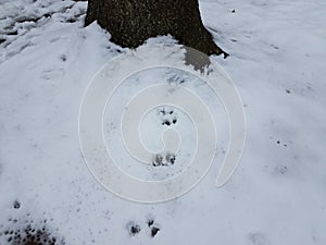 Squirrel tracks in snow leading to tree