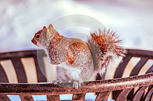 Squirrel on a trash receptacle