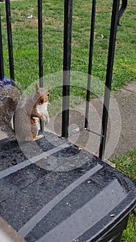 Squirrel trash rodent cute buddy