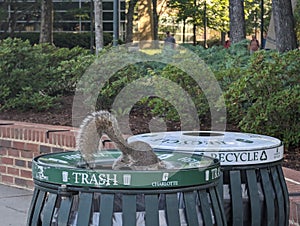 A squirrel in the trash at UNC Charlotte photo